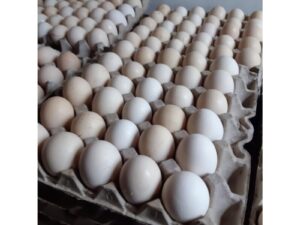Fertile Broiler Eggs