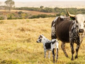 Nguni Cattle
