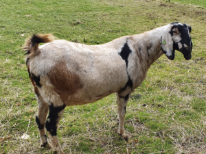 Anglo Nubian Goats
