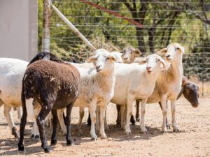 White Head Dorper Sheep ( Ewes / Ram )