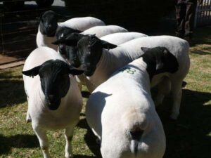 Black Head Dorper Sheep
