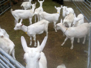 Full Blood Saanen Milk Goats