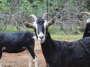 Alpine Goats ( Milk Goats)