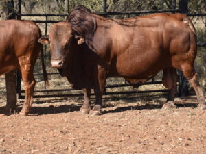 Afrikaner Cattle