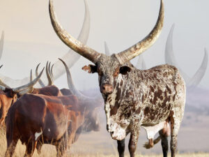 Ankole Cattle