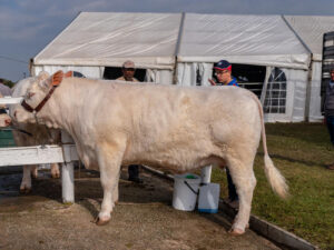 Charolais Cattle