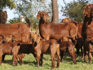 Full Blood Kalahari Red Goats