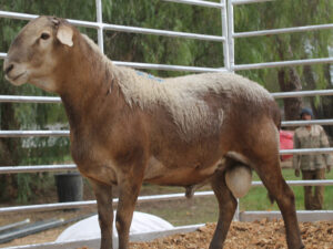 Meatmaster Sheep ( Rams / Ewes)