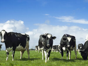 Holstein Cattle