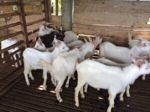 Dairy Goats For Sale