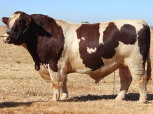 Shorthorn Cattle