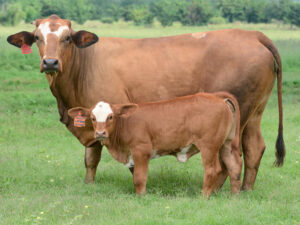Simbra Cattle