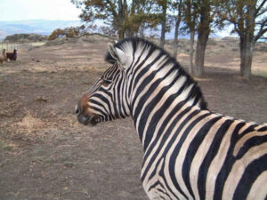Zebras For Sale