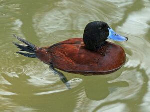 Argentine Ruddy Duck