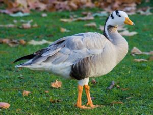 Bar Headed Goose