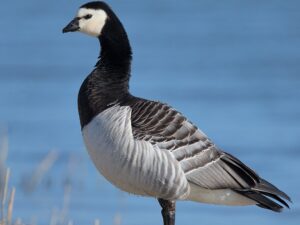 Barnacle Goose