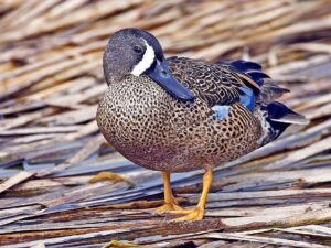 Blue Winged Teal