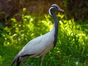 Blue crane