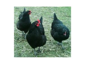 Fertile Eggs Australorp