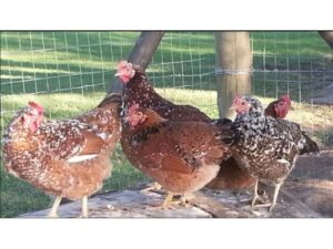 Fertile Eggs Boschvelder