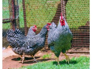Fertile Eggs Potch Koekoek