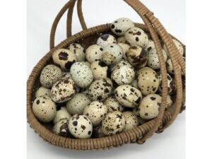 Fertile Quail Eggs