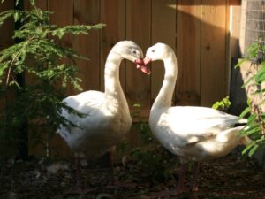 Coscoroba Swan