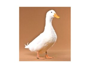 Pekin duck fertile eggs