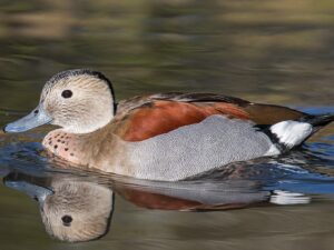Ringed Teal Duck (Pair)