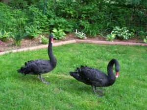 Black Swans