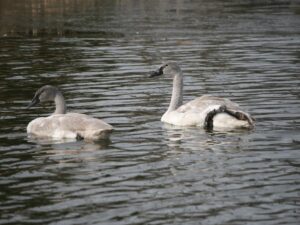 Trumpeter Swan