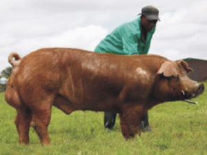 Duroc Pig Breed