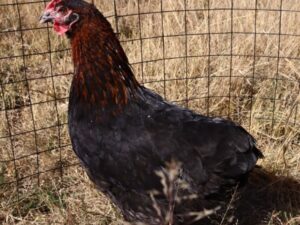 Black Copper Marans