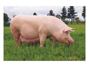 Large White Pig Breed