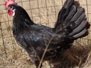 White Faced Spanish Black
