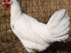 White Leghorns