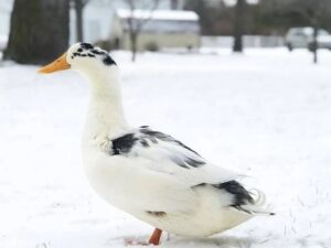 Ancona Duck