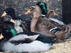 Rouen Duck