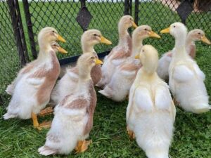 Saxony Duck (Pair)