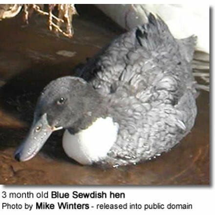 Swedish Blue Duck (Pair) - Image 3