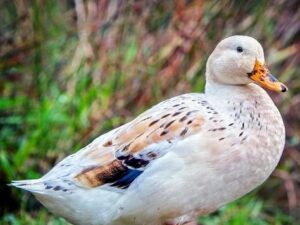 Welsh Harlequin