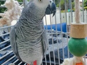 Congo African Grey