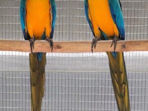 Blue & Gold Macaw