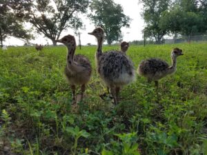6‑Month‑Old Juvenile Ostrich (Black‑neck)