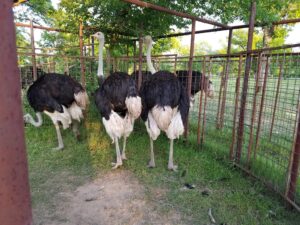 Proven Adult Breeding Pair