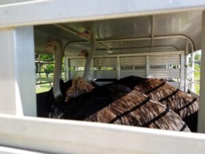 Adult Ostriches (Non‑Breeding)