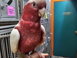 Rose-Breasted Cockatoo (Galah)