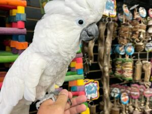 Cockatoo Parrots for Sale