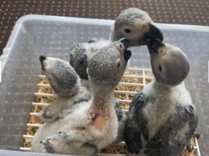 African Grey Chicks