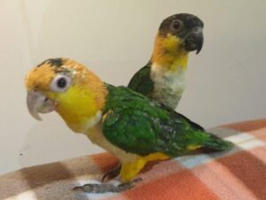 Caique Parrot For Sale